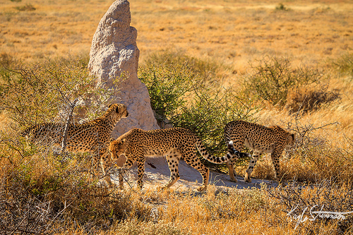10 khu bảo tồn hoang d&atilde; đẹp nhất ch&acirc;u Phi